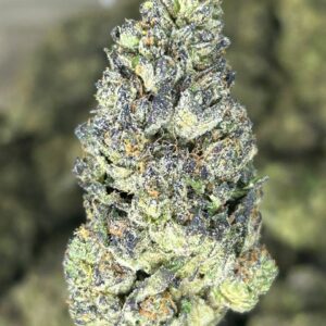 Medusa Strain